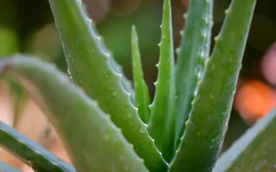 Try Aloe Vera Juice For Surprising Health Benefits